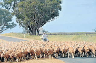 Wool stocks down